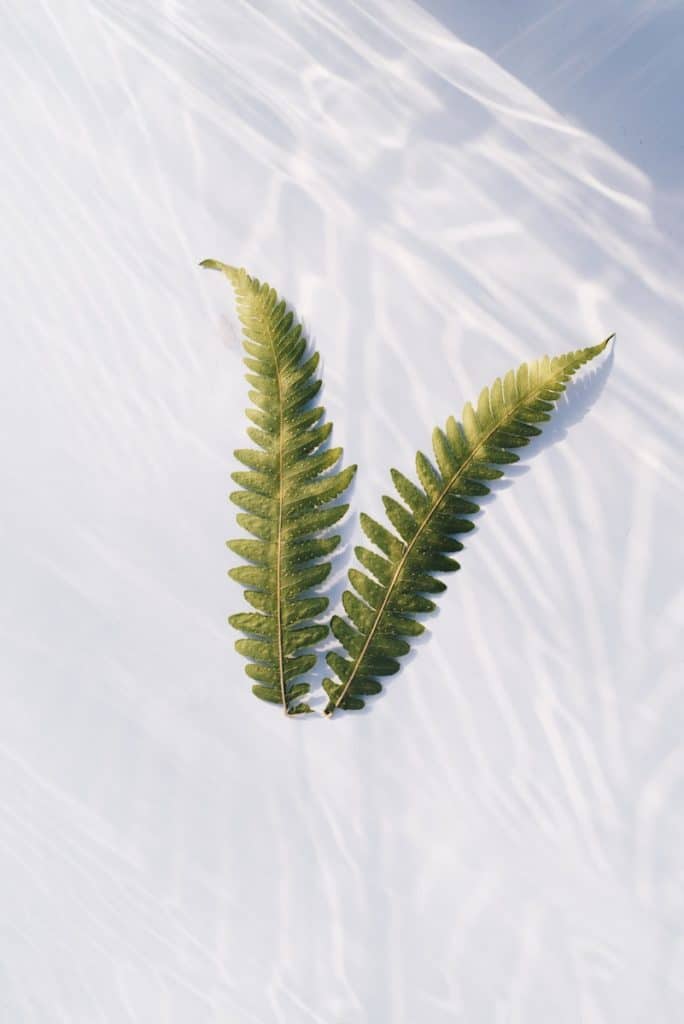 Two ferns lie on a textured, white surface.